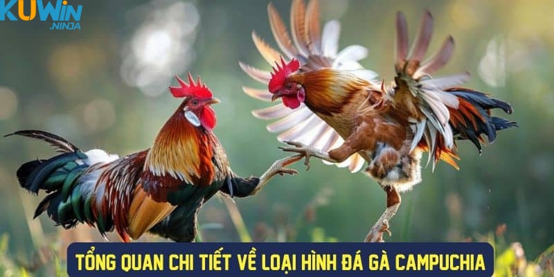 Tổng quan về đá gà Thomo